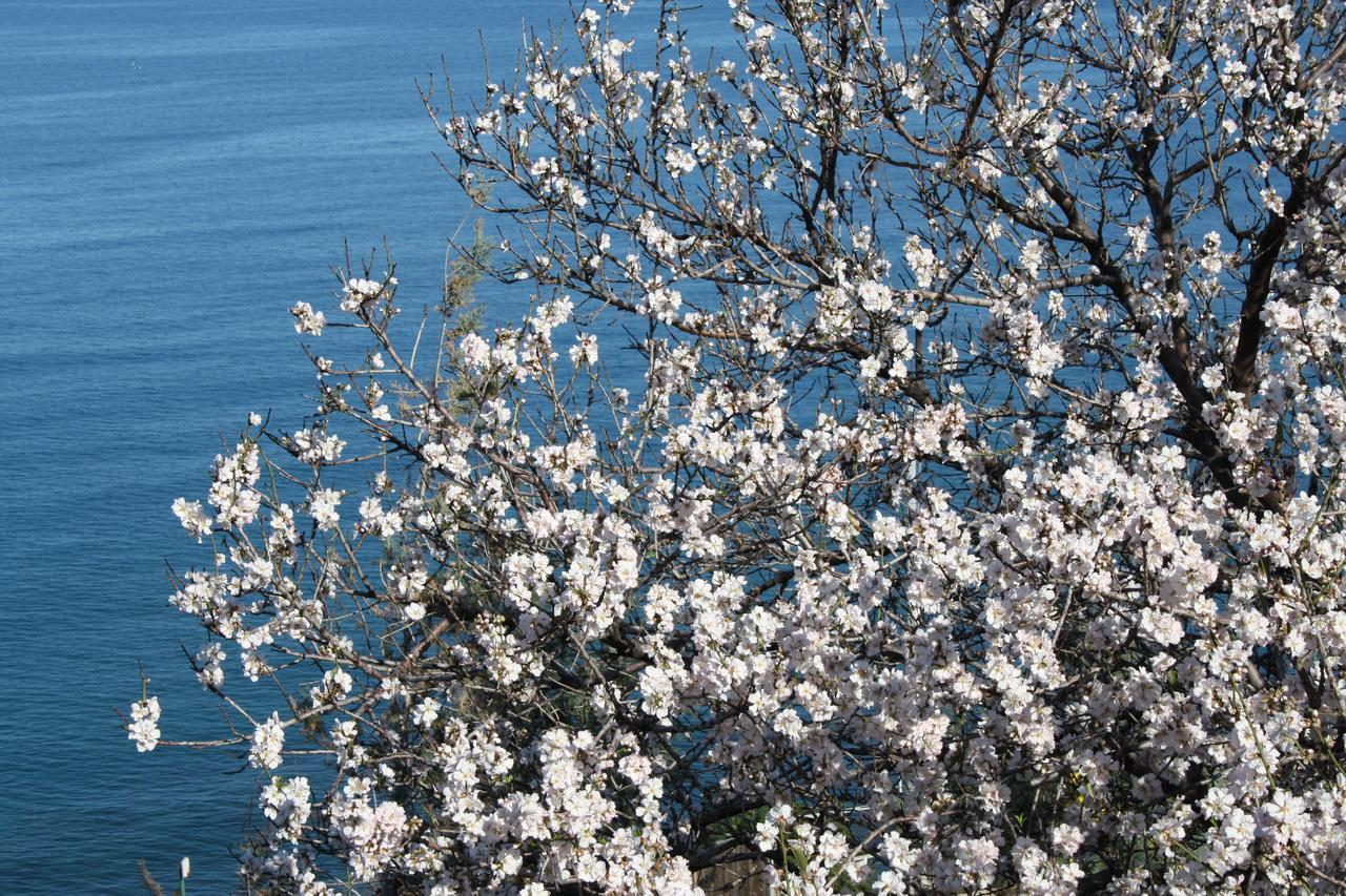 Camere & Case Vacanze Lo Scoglio Castel di Tusa Eksteriør bilde